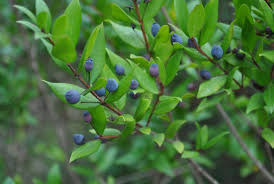 Le Myrte Corse Et Ses Vertus Corsicabeautyblog Corse Plantes Comestibles Arbuste