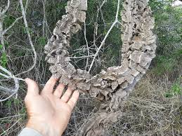 Image result for Secamone brevipes