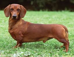 Dachshund puppies for sale at marissa rose dachshunds! Standard Smooth Dachshund Dog Breeders In Canada Canadian Dogs