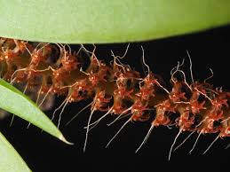 Image result for Oberonia