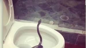 Today we talk about how snakes go to the bathroom!!! About 500 Hibernating Snakes Found At Construction Site Cnn Video