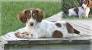 Long Haired Dapple Piebald Dachshund