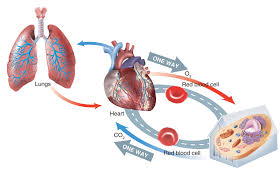 It is a muscular organ located at the center of the. Circulation Ck 12 Foundation