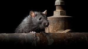 Top rated pest control company in orange county and also serving riverside county and surrounding areas. Report Says California S Rat Population Is Exploding But County Data Differs The San Diego Union Tribune
