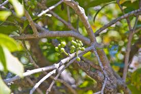 Image result for Dictyophleba