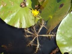 Image result for Humularia bequaertii