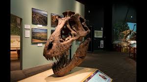 Don't forget to check out some of the more notable dinosaurs, either. Dinosaurs In Real Life Where To Find Them Around The Us Wfaa Com