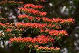 Image result for Combretum paniculatum