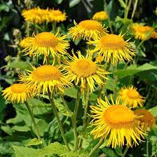 Our unique formula was strategically designed to provide elecampane. Enula Nutramedix 30 Ml Kardeshop