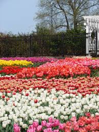 Lj edwards, 47, passed away on may 29, 2021. Love Tulips Took This At Gage Park In Topeka Topeka Tulips Kansas