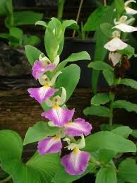 Image result for Brachycorythis ovata