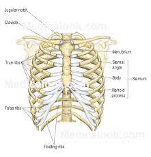 Human rib anatomy in detail. Anatomy Of Ribs Anatomy Drawing Diagram