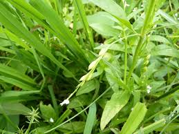 Image result for Justicia anselliana