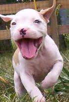 Mr pitbull kennels has the finest blue pitbulls in ohio, cleveland, columbus, cincinnati. Pit Bull Info Resources