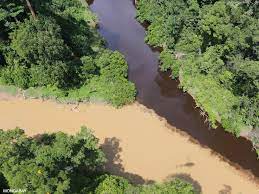 We did not find results for: Rivers Lakes Streams And Swamps In The Rainforest