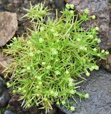 Image result for Oenanthe procumbens
