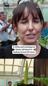 Putricia The Corpse Flower Blooms in Sydney Live