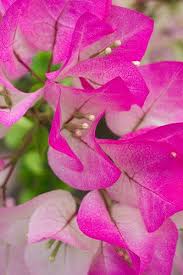 Pin On Gardening