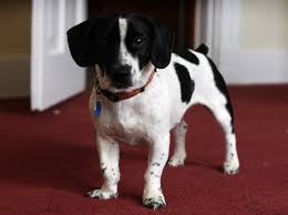 Jack A Bee Puppy 2025