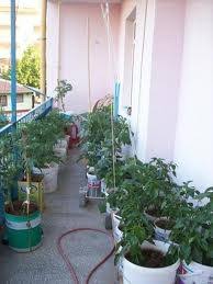 Küçük bahçe ve balkonda sebze yetiştirme teknikleri.balkonda,mutfakta veya bahçenizde organik sebze ve yeşillikler yine patates kullanarak balkonda patates yetiştirmek için bu sayfamızda tüm detayları ile bahçe ve balkonda hatta evde balkonda ve bahçede saksı içinde patlıcan yetiştirme. Balkonda Sebze Bahcesi Levent Narin