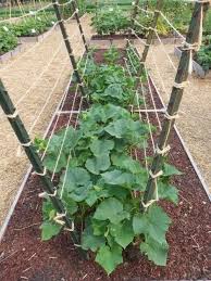 A simple cucumber trellis needs to be sturdy and moveable. 10 Diy Watermelon Trellis Ideas Grow Watermelons Vertically Outdoor Happens Homestead