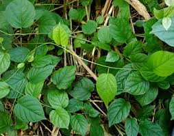 Image result for Tinospora fragosa