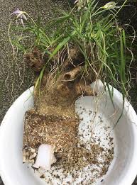 Image result for Xerophyta trichophylla