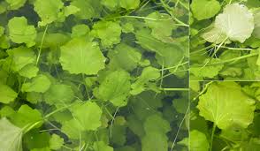 Image result for Cardamine obliqua