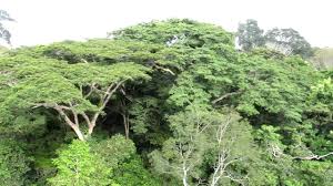 Leaves in the emergent layer are small and covered with. Above The Canopy In The Amazon Forest Youtube