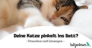 Wenn das tier zu wenig aufmerksamkeit bekommt oder sich vernachlässigt fühlt, dann ist es nicht selten, dass diese tiere unsauber werden und sogar ins bett machen. Pin Auf Katzen