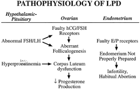 Luteal Phase Deficiency Pathophysiology Diagnosis And Treatment Glowm