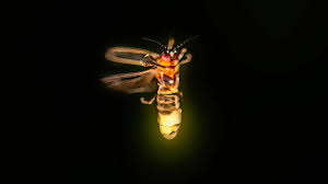 Hope in a bottle' for a deadly cancer and the firefly gene that lit the way  | Popular Science