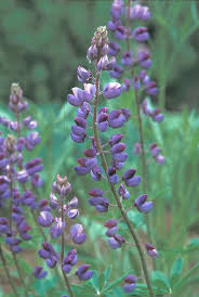 Maybe you would like to learn more about one of these? Lupinus Perennis Sundial Lupine Go Botany