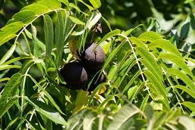 Image result for Juglans