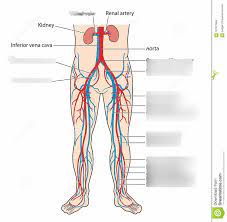 Muscular function and anatomy of the upper leg. Vessels Of The Lower Body Diagram Quizlet