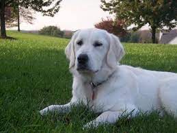 Akc/ekc registered males & females from championship lines. English Creme Golden Retriever Our 2 Year Old English Creme Gr Sparky Looks Like This Golden Retriever Dogs Golden Retriever Puppies