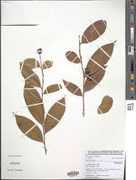 Image result for Carpolobia