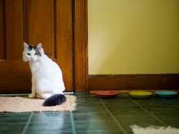 Ok my cat has a litter box, it gets emptied every 36 hours or when full, which ever comes first. Reasons Why Cats Poop On Rugs And How To Stop It
