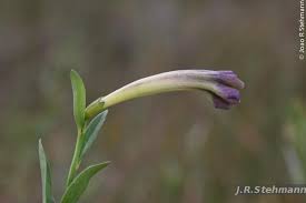 Image result for Schwenckia