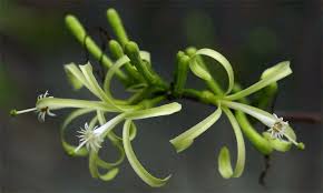 Image result for Turraea floribunda