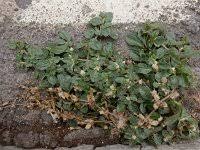 Image result for Alternanthera caracasana