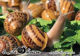 It's traditional to serve the escargot over a bed of rock salt. Order Live Escargot Snails Wholesale Online In Snails House Snails House