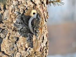 Bark Butter is a spreadable suet that can be easily smeared