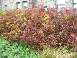 We did not find results for: Virginia Sweetspire Behnke Nurseries Gardening Blog