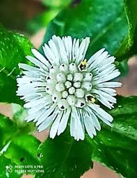 Image result for Eclipta prostrata