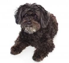 We did not find results for: Schnoodle Rescue Lovetoknow