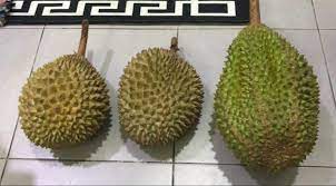 Ciri dan perbedaan durian musangking bawor ochee montong super tembaga namlung. Sebelum Beli Kena Tahu 5 Ciri Durian Musang King Untuk Elak Ditipu Vanilla Kismis