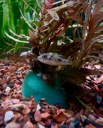 Image result for Heteromorpha sp. agg.