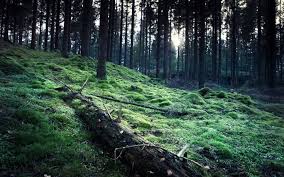 We hope you enjoy our growing collection of hd images to use as a background or home screen for your smartphone or computer. 11 Rainy Woods Ideas Rainy Forest Forest Wallpaper