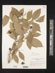 Image result for Rinorea brachypetala